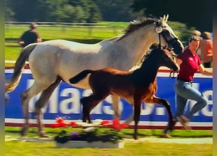 Holsteiner, Hingst, Föl (05/2024), Kan vara vit