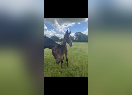 Holsteiner, Hingst, Föl (04/2023), Kan vara vit