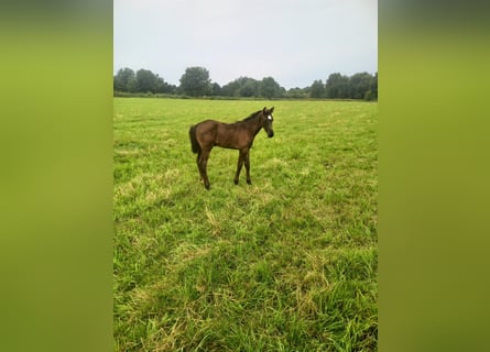 Holsteiner, Hingst, Föl (06/2024), Rökfärgad svart