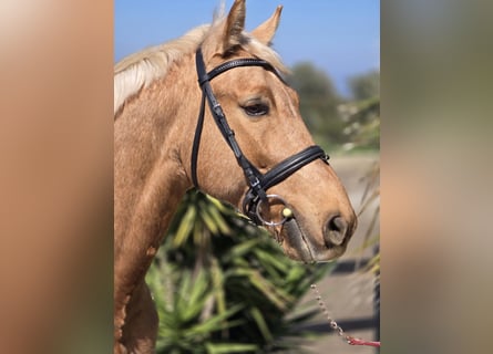 Holsteiner, Hongre, 10 Ans, 160 cm, Palomino