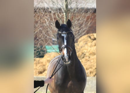 Holsteiner, Hongre, 11 Ans, 168 cm, Bai brun