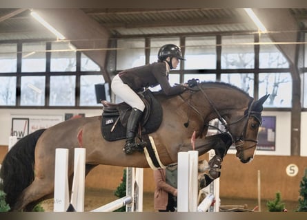 Holsteiner, Hongre, 11 Ans, 170 cm, Bai