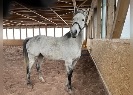 Holsteiner, Hongre, 11 Ans, 170 cm, Gris