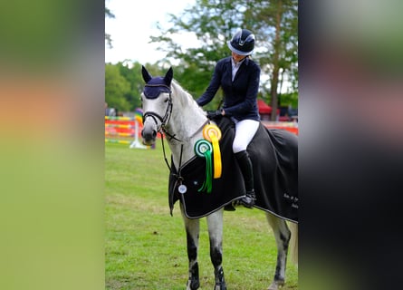 Holsteiner, Hongre, 13 Ans, 165 cm, Gris