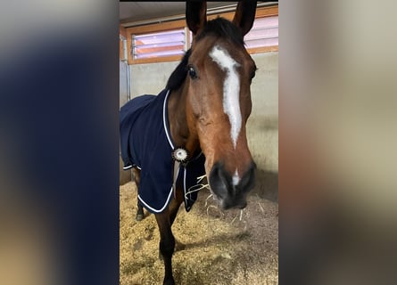 Holsteiner, Hongre, 13 Ans, 174 cm, Bai