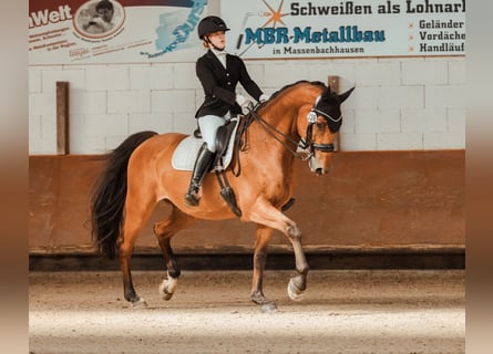 Holsteiner, Hongre, 13 Ans, 175 cm, Bai