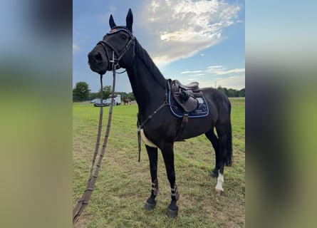 Holsteiner, Hongre, 14 Ans, 170 cm, Noir