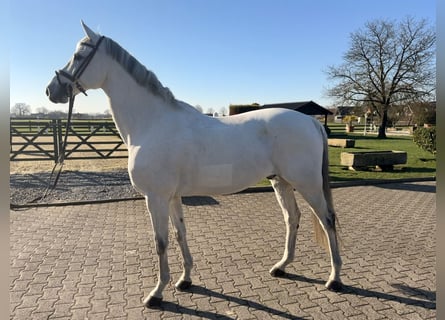 Holsteiner, Hongre, 15 Ans, 175 cm, Gris