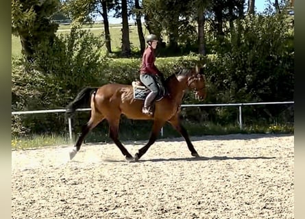 Holsteiner, Hongre, 16 Ans, 172 cm, Bai