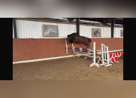 Holsteiner, Hongre, 2 Ans, 162 cm, Gris