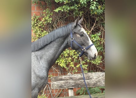 Holsteiner, Hongre, 2 Ans, 163 cm, Gris