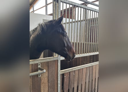 Holsteiner, Hongre, 2 Ans, 170 cm, Bai