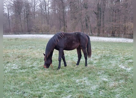 Holsteiner, Hongre, 2 Ans, Bai