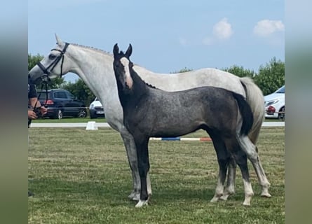 Holsteiner, Hongre, 3 Ans, 163 cm, Gris