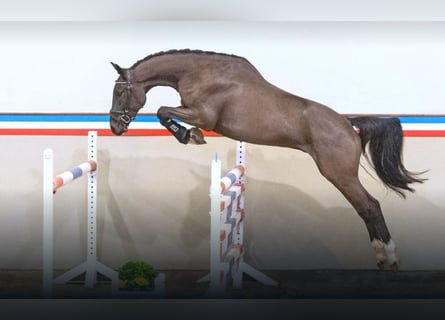 Holsteiner, Hongre, 3 Ans, 165 cm, Bai brun
