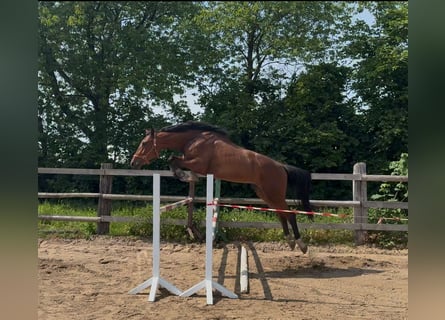 Holsteiner, Hongre, 3 Ans, 167 cm, Bai