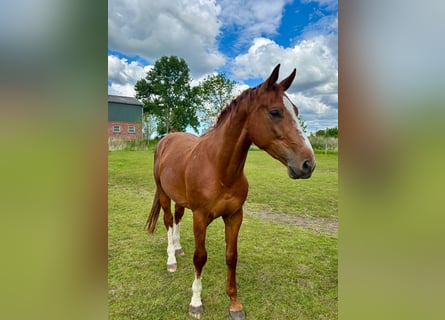 Holsteiner, Hongre, 3 Ans, 168 cm, Alezan
