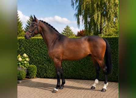 Holsteiner, Hongre, 3 Ans, 168 cm, Bai