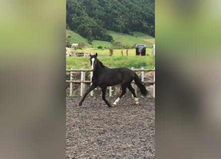 Holsteiner, Hongre, 3 Ans, 168 cm, Noir