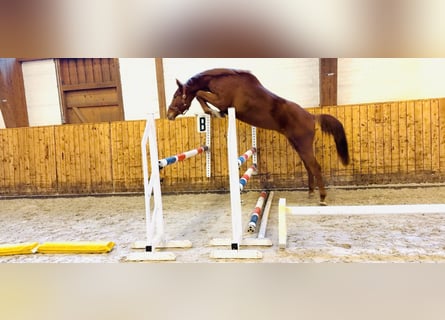 Holsteiner, Hongre, 3 Ans, 170 cm, Alezan