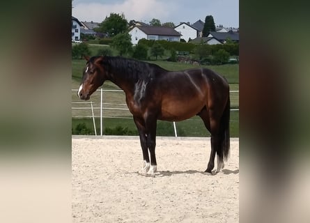 Holsteiner, Hongre, 3 Ans, 170 cm, Bai brun