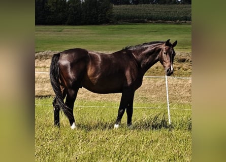 Holsteiner, Hongre, 3 Ans, 170 cm, Bai brun