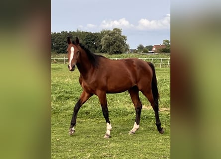 Holsteiner, Hongre, 3 Ans, 170 cm, Bai