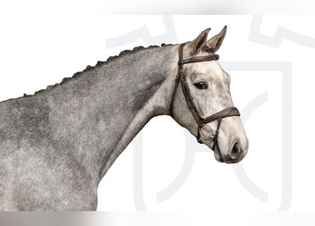 Holsteiner, Hongre, 3 Ans, Gris