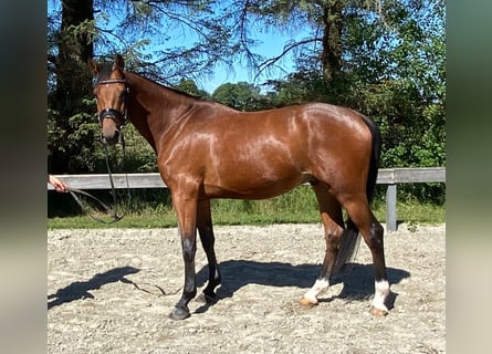 Holsteiner, Hongre, 4 Ans, 164 cm, Bai