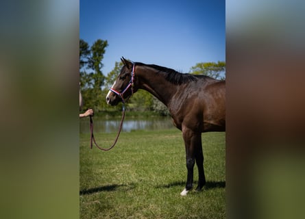 Holsteiner, Hongre, 4 Ans, 165 cm, Bai