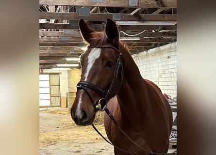 Holsteiner, Hongre, 4 Ans, 167 cm, Alezan