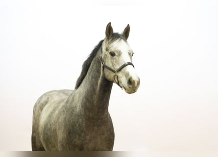 Holsteiner, Hongre, 4 Ans, 167 cm, Gris