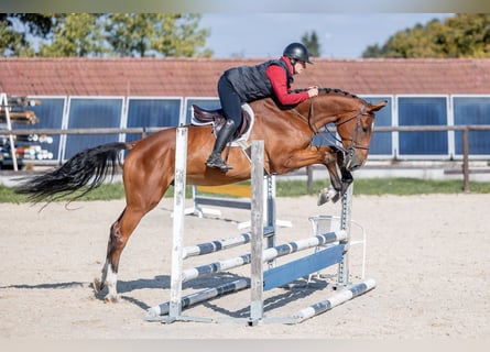 Holsteiner, Hongre, 4 Ans, 168 cm, Bai cerise