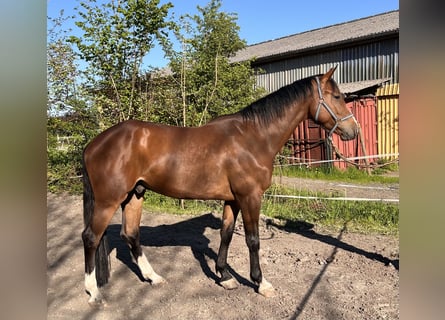 Holsteiner, Hongre, 4 Ans, 168 cm, Bai