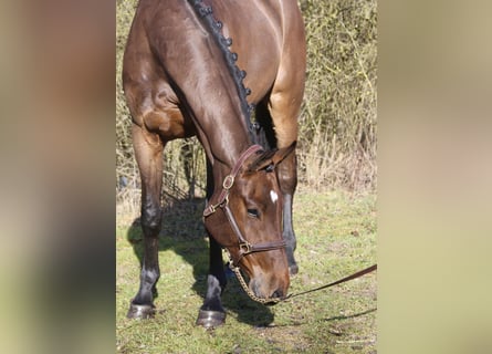 Holsteiner, Hongre, 4 Ans, 169 cm, Bai