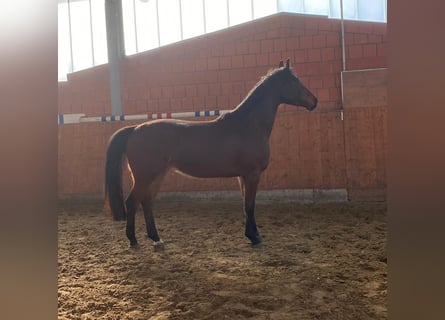 Holsteiner, Hongre, 4 Ans, 169 cm, Bai