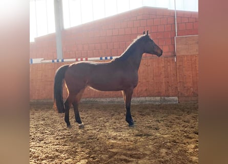 Holsteiner, Hongre, 4 Ans, 169 cm, Bai