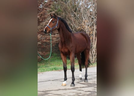 Holsteiner, Hongre, 4 Ans, 169 cm, Bai