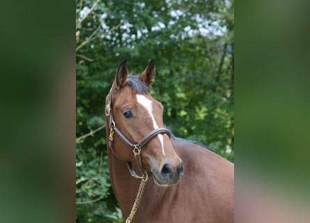 Holsteiner, Hongre, 4 Ans, 169 cm, Bai clair