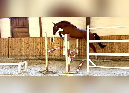 Holsteiner, Hongre, 4 Ans, 170 cm, Alezan