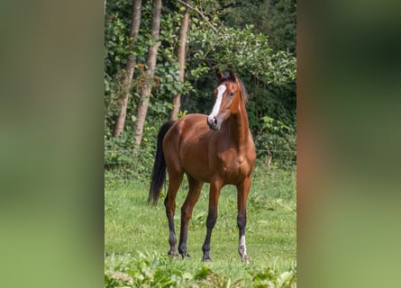 Holsteiner, Hongre, 4 Ans, 170 cm, Bai