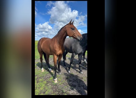 Holsteiner, Hongre, 4 Ans, 171 cm, Bai