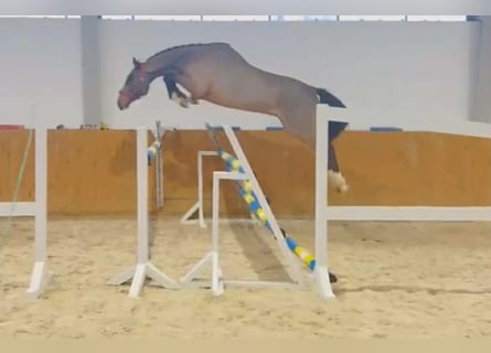 Holsteiner, Hongre, 4 Ans, 174 cm, Bai cerise