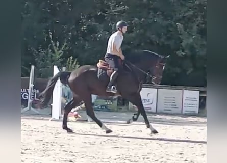Holsteiner, Hongre, 4 Ans, 175 cm, Noir