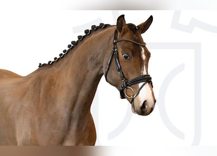 Holsteiner, Hongre, 4 Ans, Bai