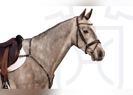 Holsteiner, Hongre, 4 Ans, Gris