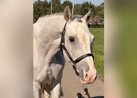 Holsteiner, Hongre, 5 Ans, 158 cm, Gris pommelé