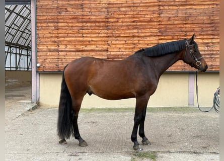 Holsteiner, Hongre, 5 Ans, 162 cm, Bai