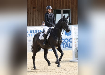 Holsteiner, Hongre, 5 Ans, 162 cm, Noir