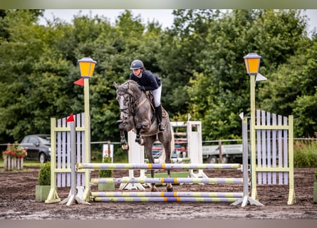 Holsteiner Croisé, Hongre, 5 Ans, 167 cm, Gris Holsteiner Croisé, Hongre, 5 Ans, 167 cm, Gris